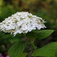 Зонтик от солнца :: Светлана 