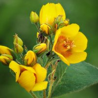 *** :: Олег Алексеев *** :: Олег Алексеев