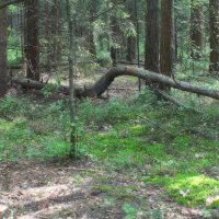 *** :: Леонид leo