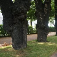 дерева :: zavitok *