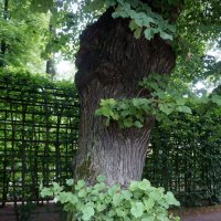 липа :: zavitok *