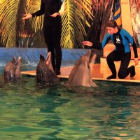 Дельфинарий :: Андрей Л. В.