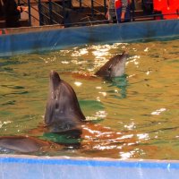 Дельфинарий :: Андрей Л. В.