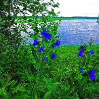 Июнь...Колокольчики на берегу протоки Чеускина. :: Владимир 