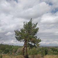 Сосна в горах Керей :: Андрей Хлопонин