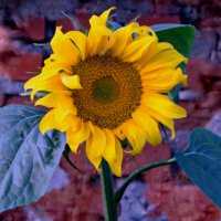 Земное солнышко. :: сергей ермошкин