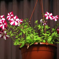 Пёстрая красавица :: Людмила Смородинская Пёстрая красавица :: Людмила Смородинская