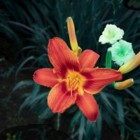 Почти лилия :: Евгений 