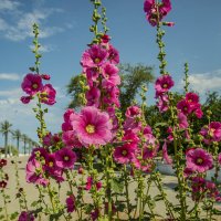 Мальва :: Анатолий Чикчирный Мальва :: Анатолий Чикчирный