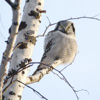 Солнце не греет. :: Михаил Белоусов