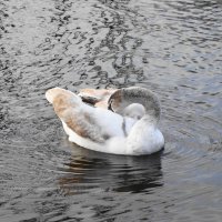 Молодые лебеди :: Рита Симонова Молодые лебеди :: Рита Симонова