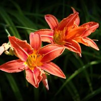 И звёзды лета светят нам даже днём! :: Андрей Заломленков