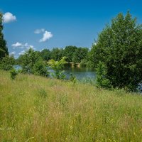 Летняя солнечная природа :: Александр Синдерёв