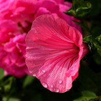 Как не плакать о тебе :: Юрий. Шмаков