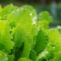 ... салат не грядке ... :: Руслан 