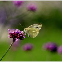 *** :: Aleksandr Gal