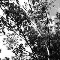 4. Борщевик. Вид снизу. :: Василий Палий