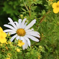 Ромашка спряталась... :: Светлана 