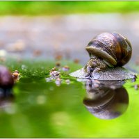 Маленький мир :: Максим Сорокин Маленький мир :: Максим Сорокин