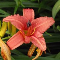 Просто… роса на цветах… :: Freddy 97