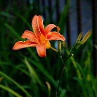 Лилейник :: Mikhail Irtyshskiy