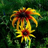 Яркое лето :: Антонина Гугаева