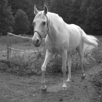 Привет! :: Магомед .