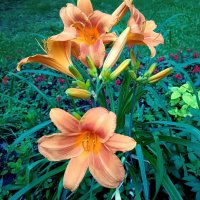 Лилейник :: Мария Васильева