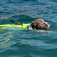 Животным тоже нравится  купаться :: Вадим Федотов 