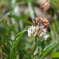 Ням Ням :: Tatsiana Latushko