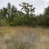 Жаркое лето 2025 г., 2 августа...всё засохло... :: Надежда Куркина 