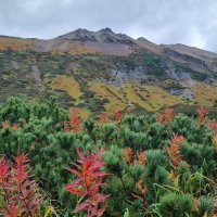 Иван чай  и кедровник на Камчатке :: Марина Виноградова