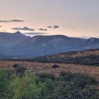 Камчатка - "страна" медведей :: Марина Виноградова