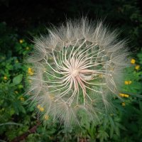 кружево :: Aндрей Антонов