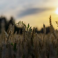 Смеркалось в поле летом :: sorovey Sol