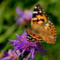 из снятого 1 августа  20 :: Александр Прокудин