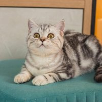 Мраморная кошечка :: Ольга Кошевая