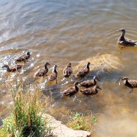 Утки :: Сапсан 