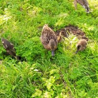 Утки :: Сапсан 