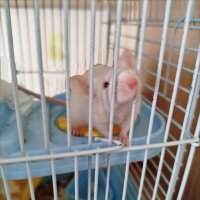 Мышонок! :: Надежда Мышонок! :: Надежда