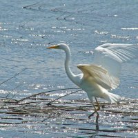 большая белая цапля :: gawrilа - dan