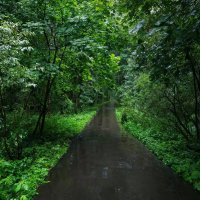 Сегодня - дождь :: Андрей Лукьянов