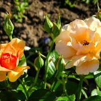 Городские цветы. :: Милешкин Владимир Алексеевич 