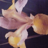 Чудо Природы... :: Валерий Кокорев