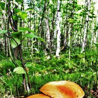 Август....Грибной дуэт! :: Владимир 