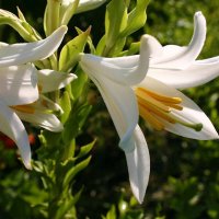 Июнь...Цветут на Кубани белые лилии! :: Владимир 