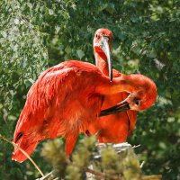 Ибис Алый :: SanSan 