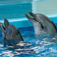 Дельфинарий в поселке Небуг :: Игорь Сикорский Дельфинарий в поселке Небуг :: Игорь Сикорский