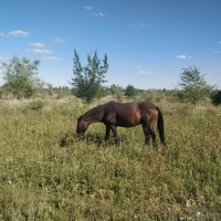 Кони :: Андрей Хлопонин