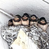 Птенцы ласточки :: Nina Streapan Птенцы ласточки :: Nina Streapan